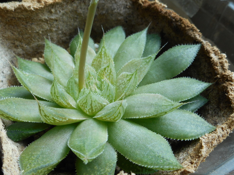 Haworthia globosiflora : 記録