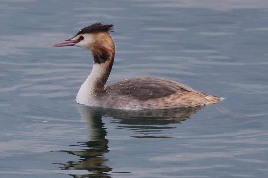 波打ち際の鳥たちも徐々に夏羽化_d0368631_20091537.jpg