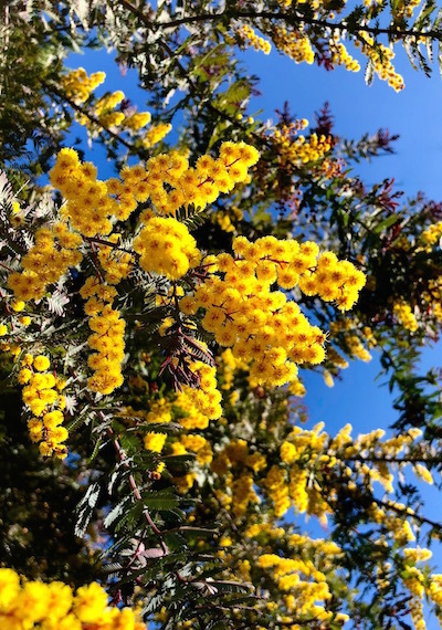 mimosa_b0172633_12344412.jpg