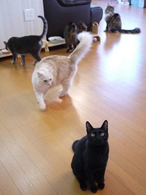 猫のお留守番 天ちゃん麦くん茶くん〇くんAoiちゃん編。_a0143140_22112836.jpg