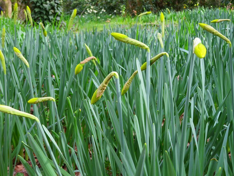 京都植物園の「春の花々」20190318_e0237645_22402742.jpg