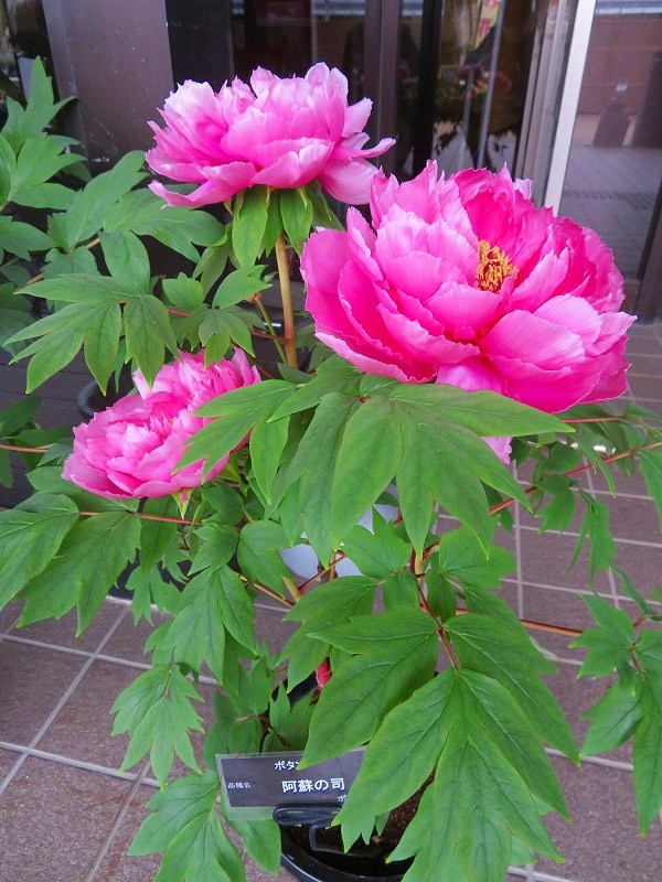 京都植物園「鉢植えの牡丹」20190318_e0237645_22484852.jpg