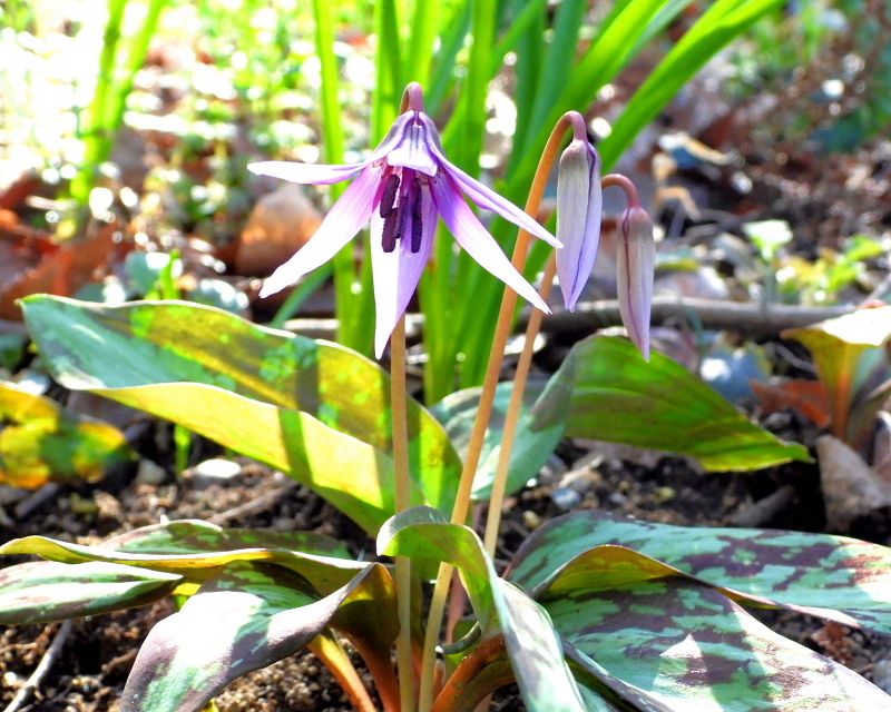 c0305565_17295597.jpg