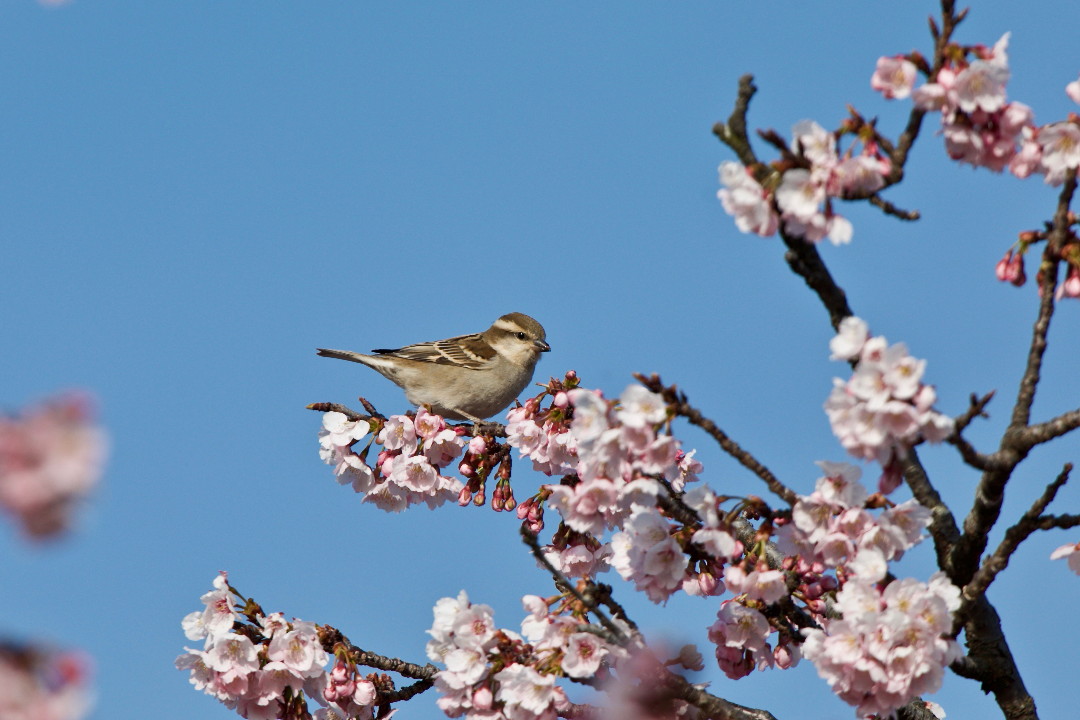 大寒桜とニュウナイスズメ・・・その③_e0071967_1521586.jpg