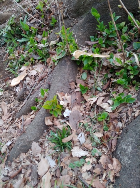 c0162773_11133023.jpg