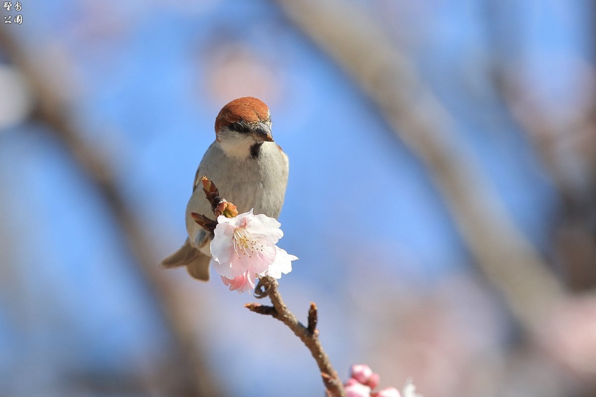 またまた　ニュウナイスズメ_c0352582_20335807.jpg