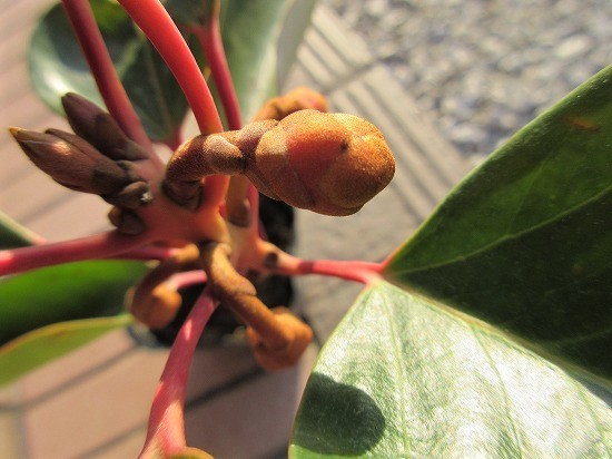 Rhodoleia henryi | Seeding