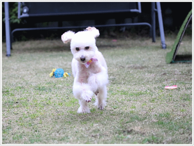 b0175688_20382004.gif