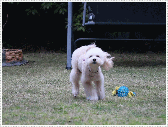 b0175688_20382481.gif