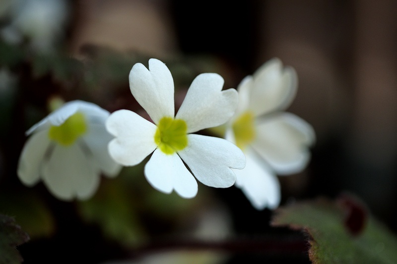 向島百花園_e0348392_21214824.jpg