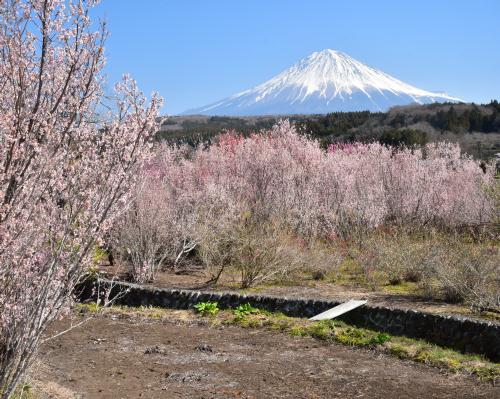 ２０１９年３月２０日(水) 山梨県甲府市の夜景・柚野と芝川の桜_f0375202_16092409.jpg