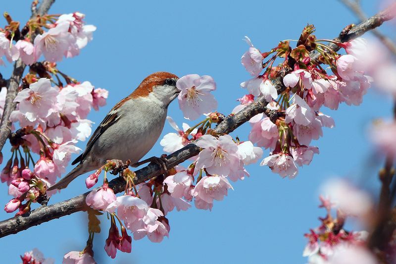 桜の花の蜜を吸うニュウナイスズメ 比企丘陵の自然