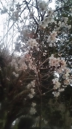 春はあけぼの_c0280108_09275720.jpg