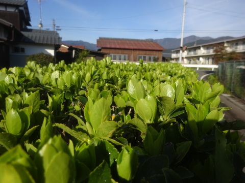 マサキの我が家の生垣…2019/3/20_f0231709_12552297.jpg