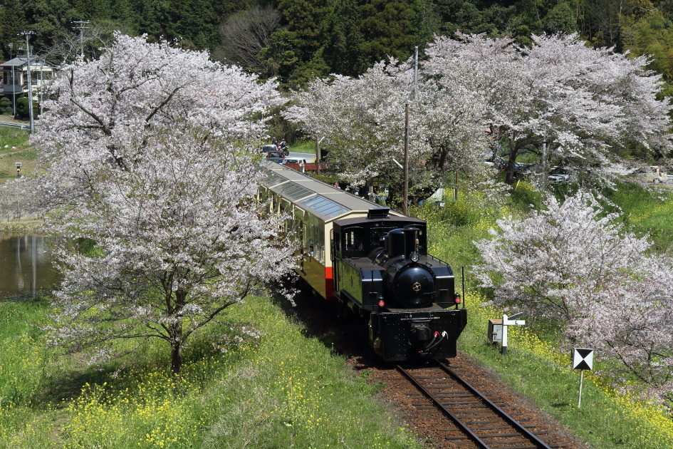 桜と菜の花と黒い機関車 - 2017年・小湊鉄道 -_b0190710_23173879.jpg