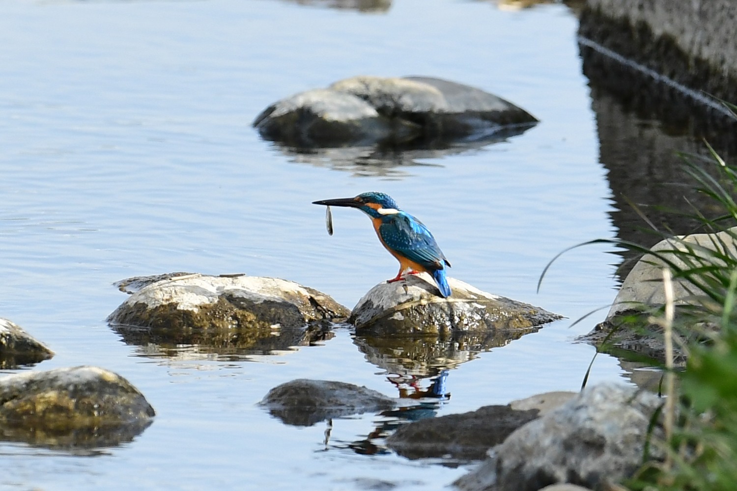 昨日のその他の野鳥（カワセミ等）_f0133213_19131674.jpg