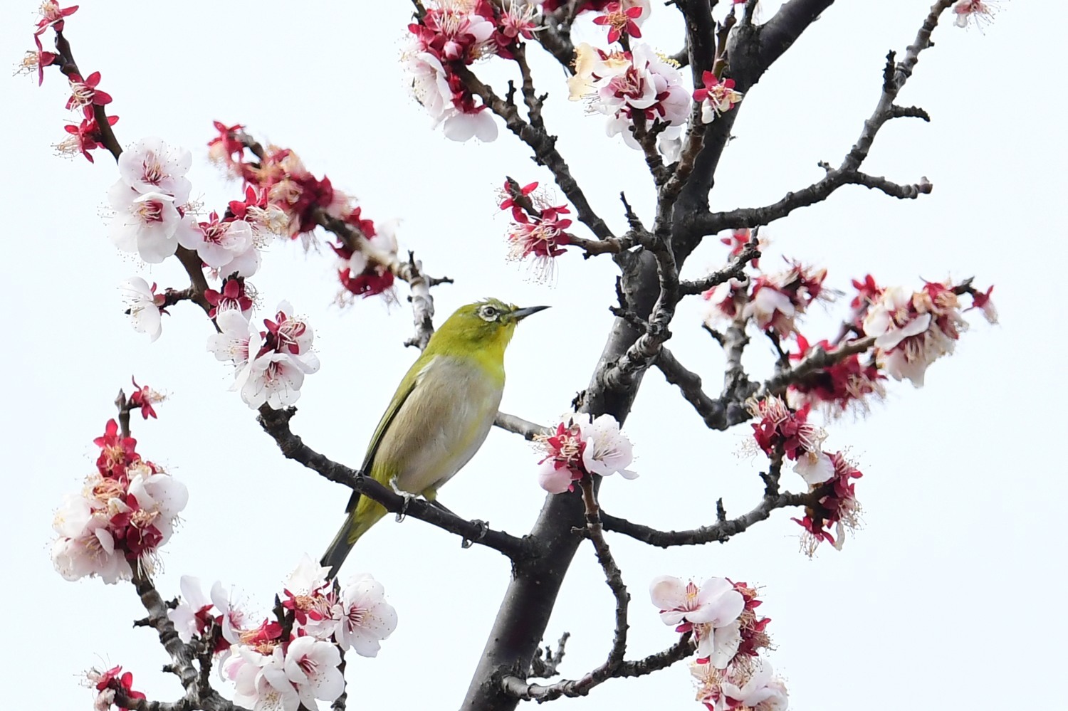 昨日のその他の野鳥（カワセミ等）_f0133213_19242787.jpg