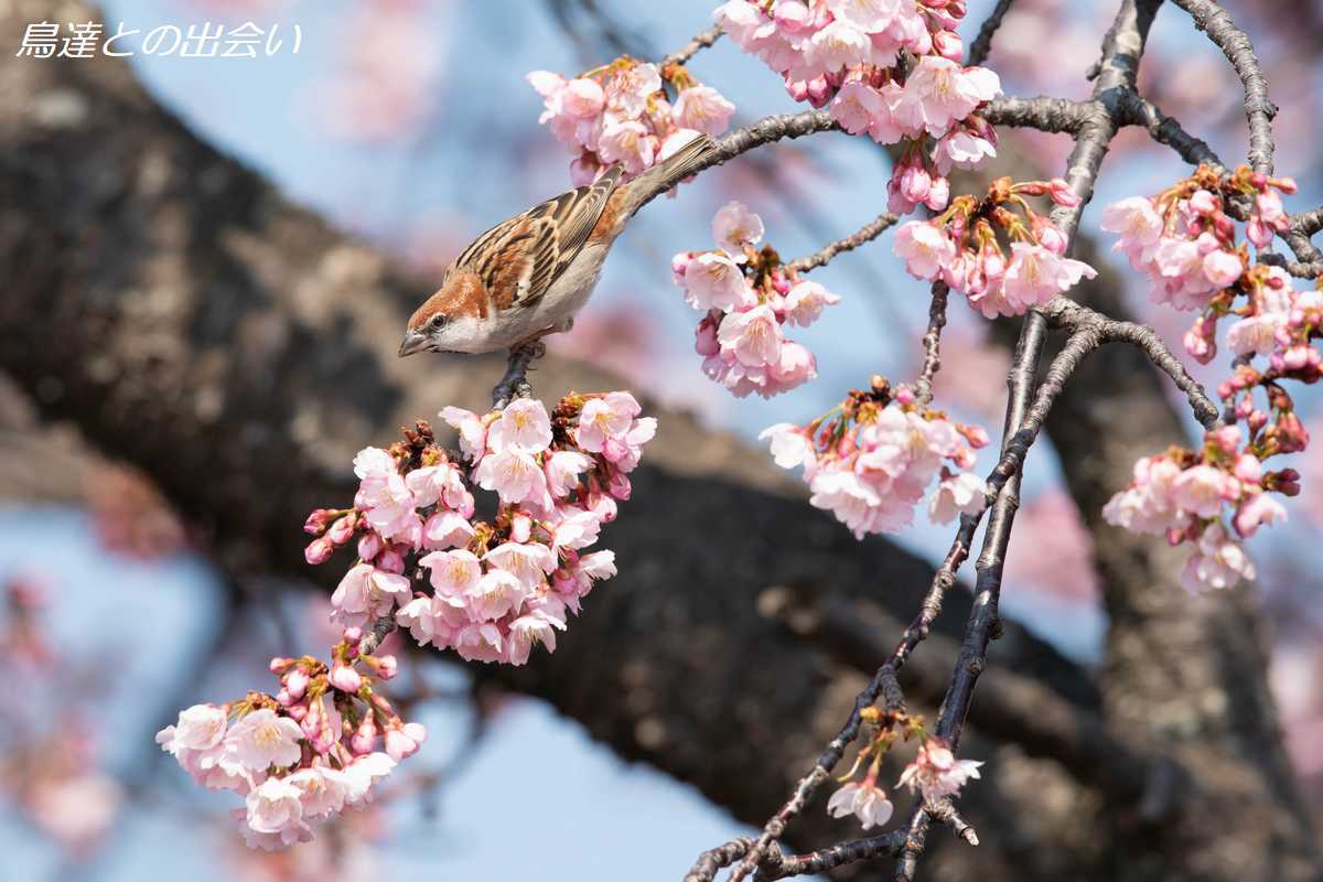 桜とニュウナイスズメ・・・Russet Sparrow_e0139623_20203857.jpg