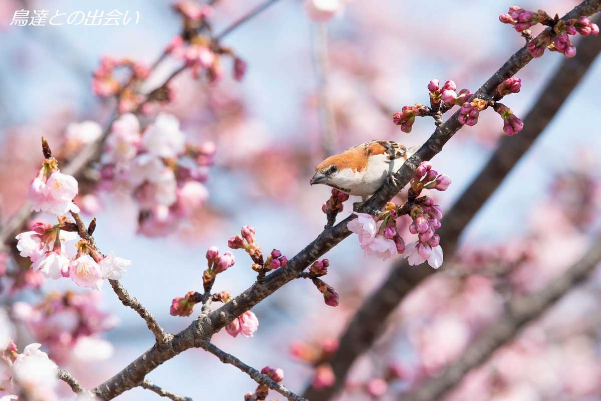 桜とニュウナイスズメ・・・Russet Sparrow_e0139623_20204686.jpg