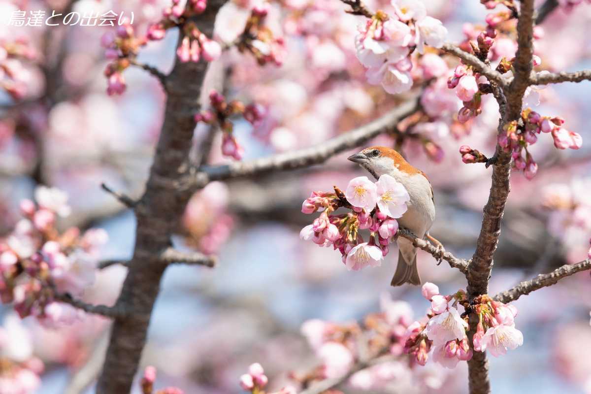 桜とニュウナイスズメ・・・Russet Sparrow_e0139623_20211415.jpg