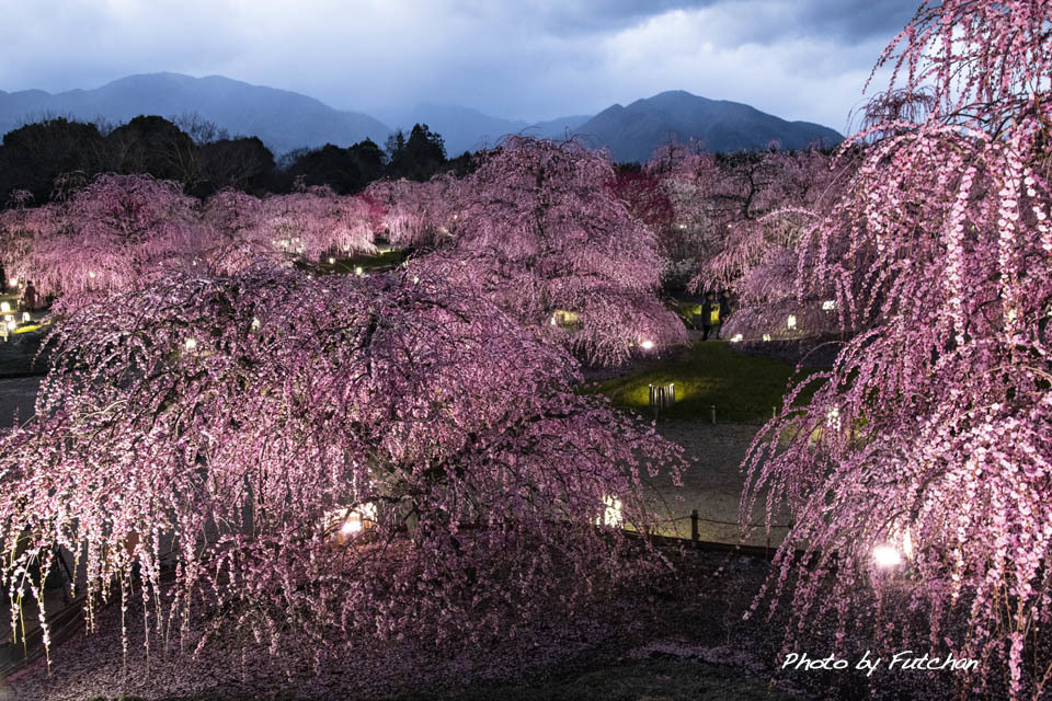 鈴鹿の森ライトアップ 寸景_a0158226_22223471.jpg