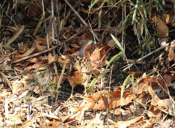 近場の公園　３月５日_f0275135_14215344.jpg