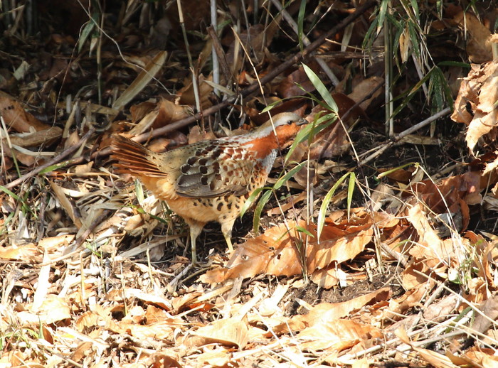 近場の公園　３月５日_f0275135_1422275.jpg