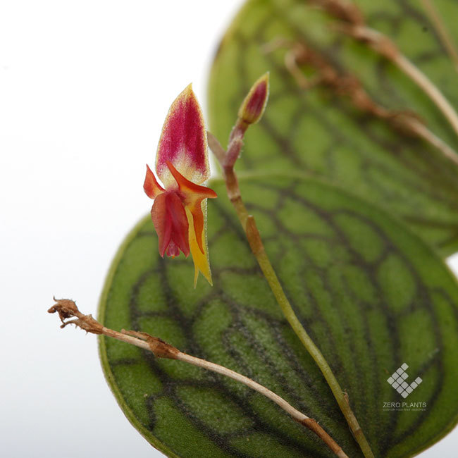 New arrival plants | 新掲載植物 レパンテスっていう可愛い小型着性蘭 