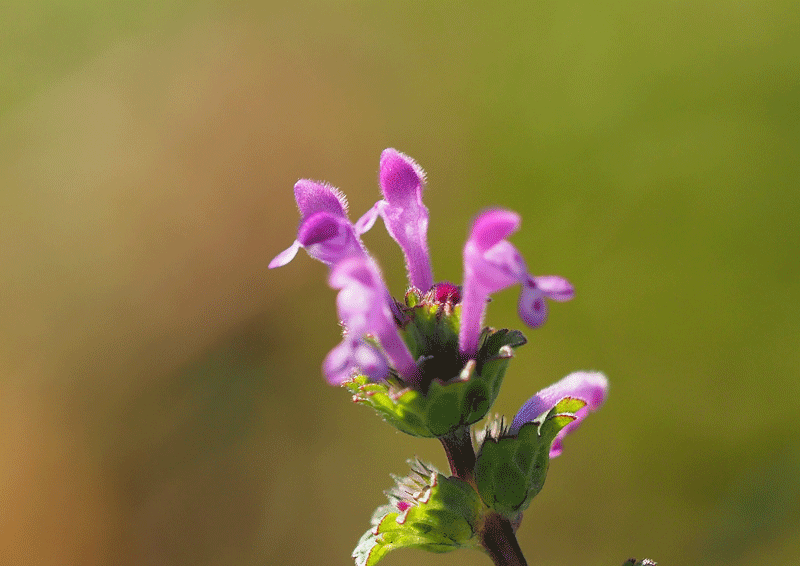 d0290240_08211499.gif