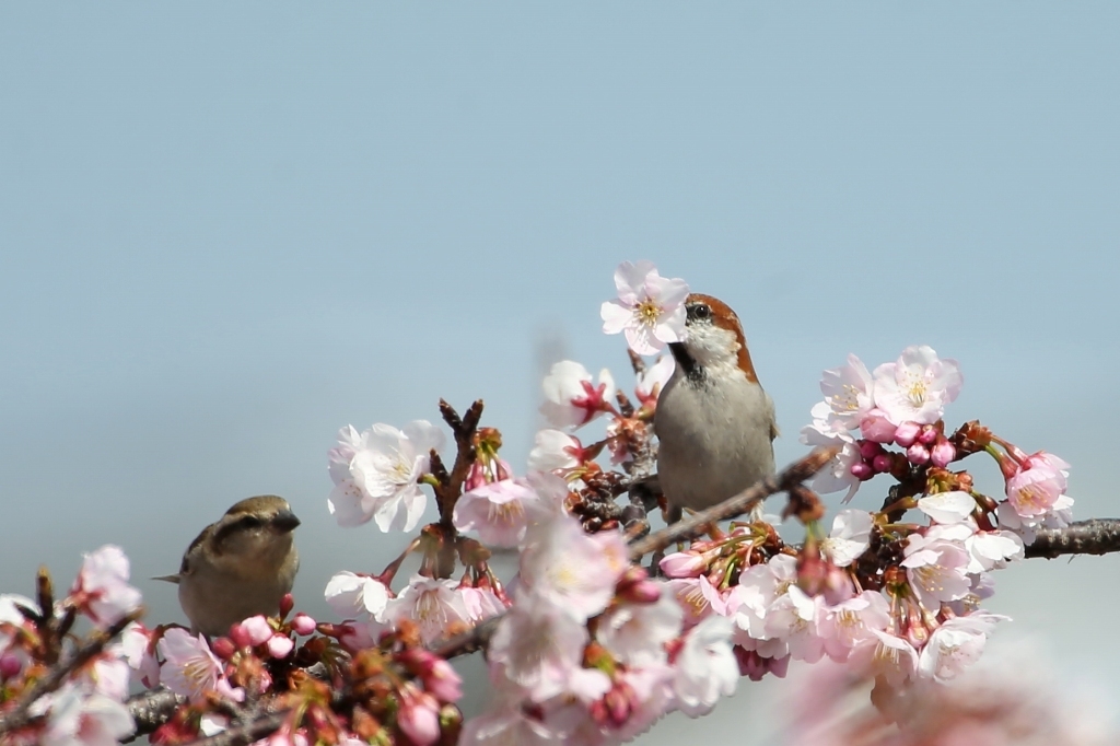 桜の花の蜜を吸うニュウナイスズメ ｔ ｈの野鳥写真