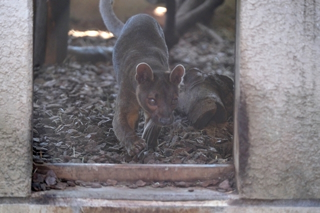 久しぶりの上野動物園_d0356852_05560226.jpg