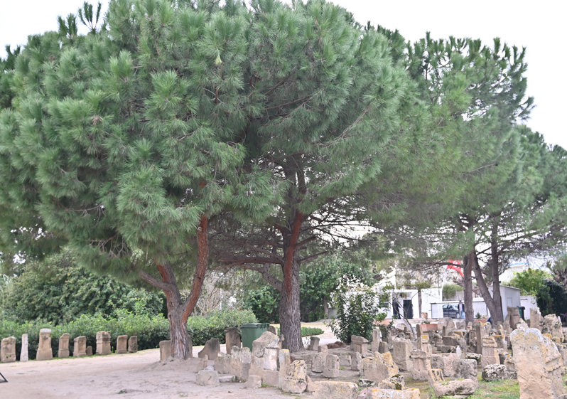 f0140054_10473818.jpg