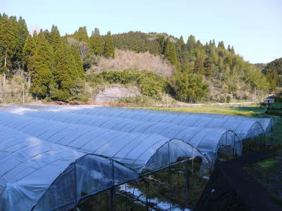 甘熟イチジク 匠の剪定作業2018 後編:結果枝の剪定!1節から実るように弱い芽を残します!_a0254656_17382254.jpg
