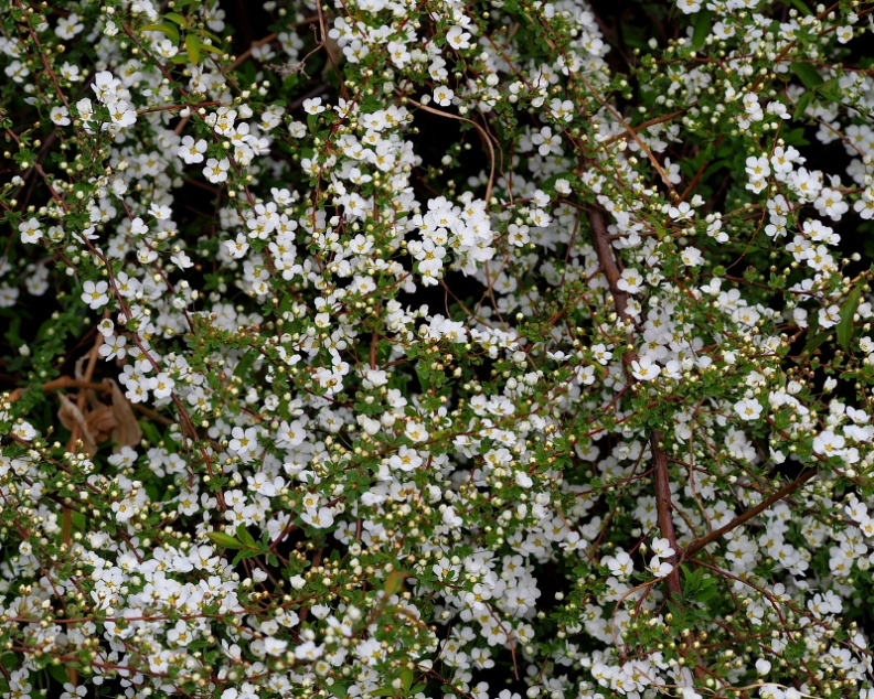 c0305565_17411908.jpg