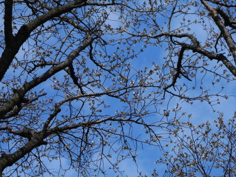 3・19夫桜開花、六国見山に春！2019夫婦桜開花情報⓵_c0014967_06203000.jpg