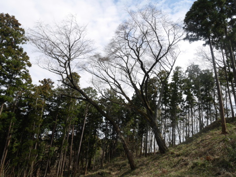 3・19夫桜開花、六国見山に春！2019夫婦桜開花情報⓵_c0014967_06213106.jpg