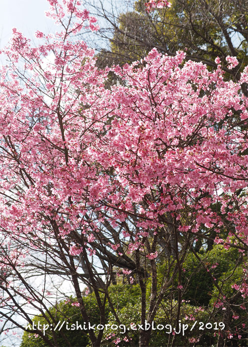 3月半ばの半田山植物園-２_a0223379_083679.jpg