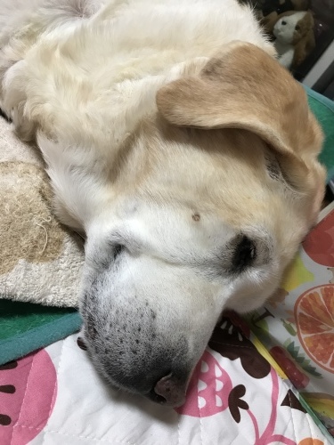 f0315081_22373324.jpeg