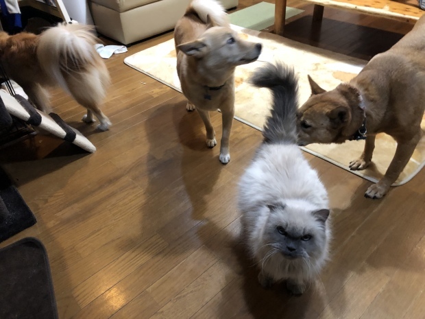 b0377882_09135079.jpeg