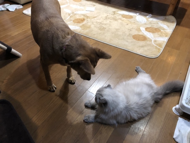 b0377882_09135940.jpeg