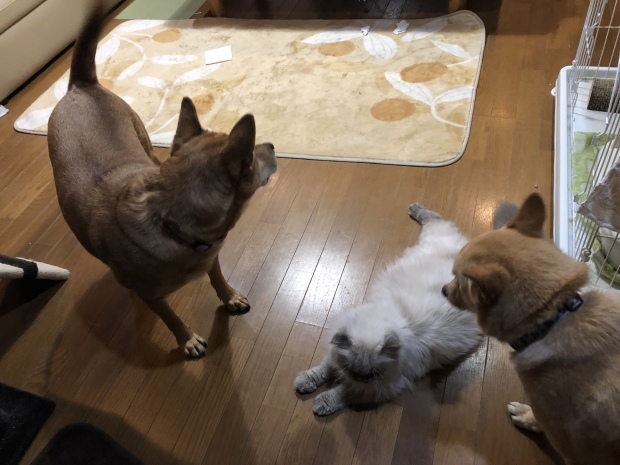 b0377882_09140974.jpeg