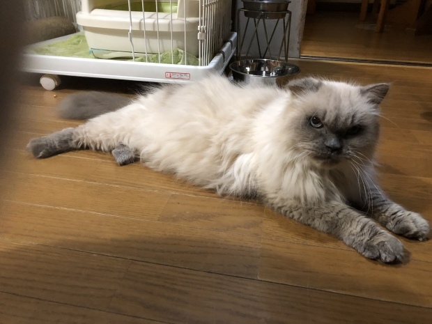 b0377882_09144423.jpeg