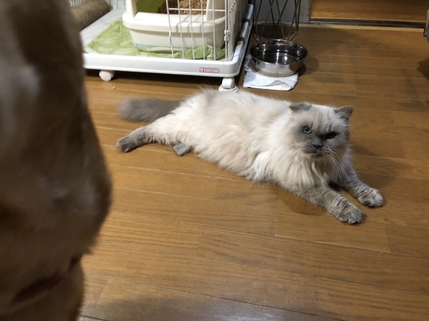 b0377882_09145590.jpeg