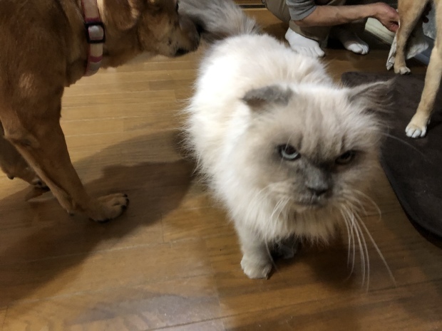 b0377882_09151640.jpeg