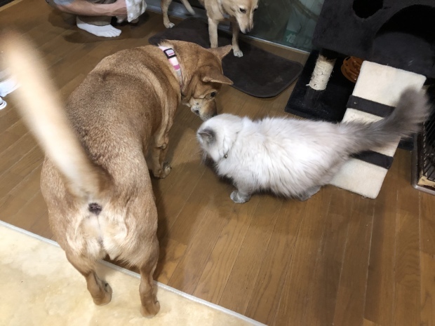 b0377882_09152553.jpeg