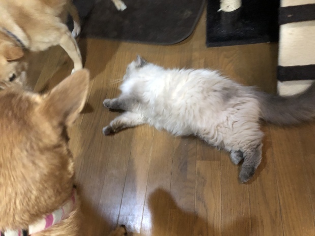 b0377882_09153556.jpeg