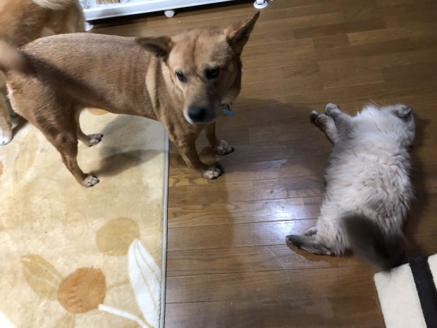 b0377882_09154951.jpeg