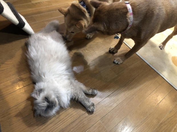 b0377882_09155821.jpeg