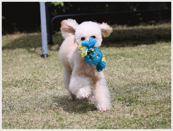 b0175688_20134778.gif