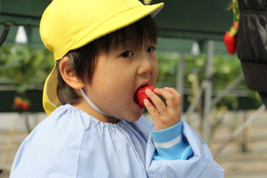 Strawberry Picking!_a0115391_12444214.jpg